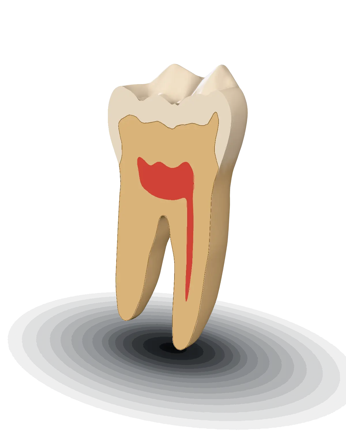 Mesiodistal cut through a 3D mandibular first molar, 4.2 mm from the buccal surface: the enamel cap over the dentin, and the pulp chamber with two pulp horns running into one root canal.